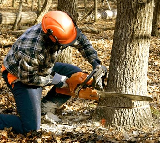 Tree Removal in Abbot, ME